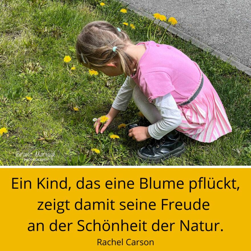 Spruch des Tages mit Foto Kind, das Blume plfückt: Ein Kind, das eine Blume pflückt, zeigt damit seine Freude an der Schönheit der Natur. Rachel Carson