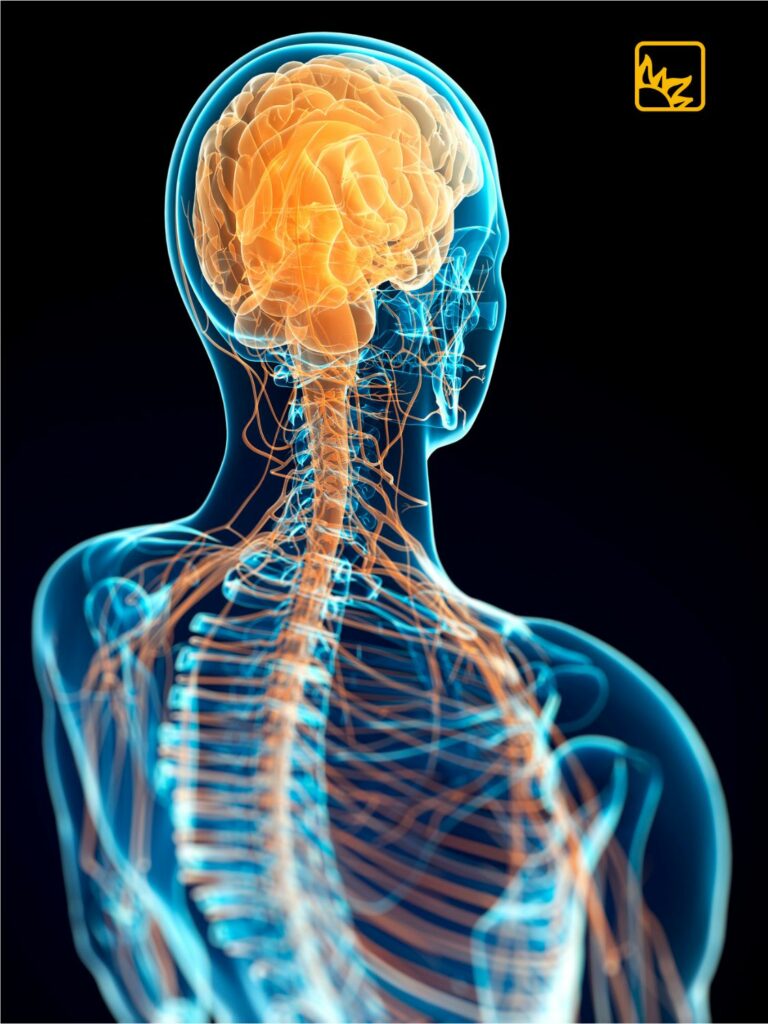 Symbolbild des Nervensystems bei einem Menschen, dessen Kopf und obere Rückenpartie dargestellt wird.