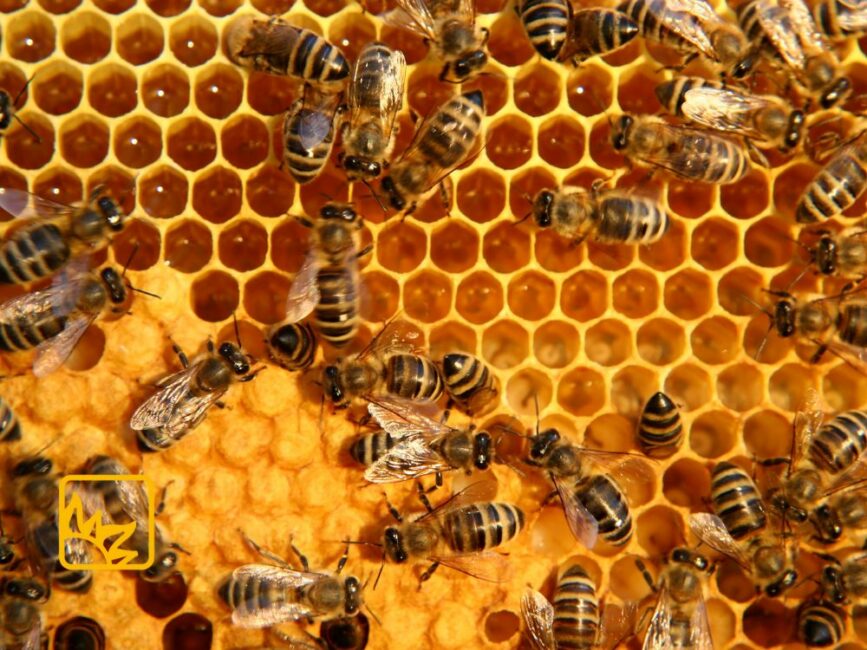 Imagebild - Innehalten - Bienen bei Wabe