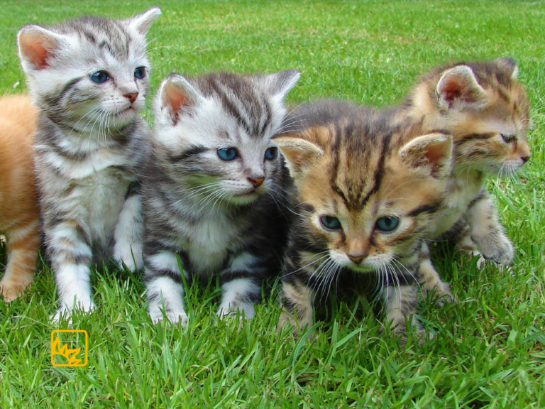 Kleine Katzen auf der Wiese