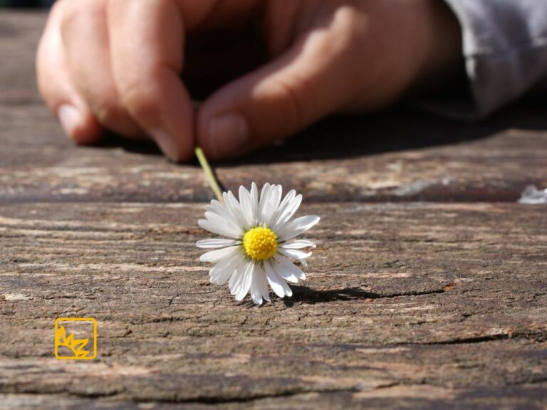 DAs Bild zeit ein Gänseblümchen, das von einer Hand gehalten wird.