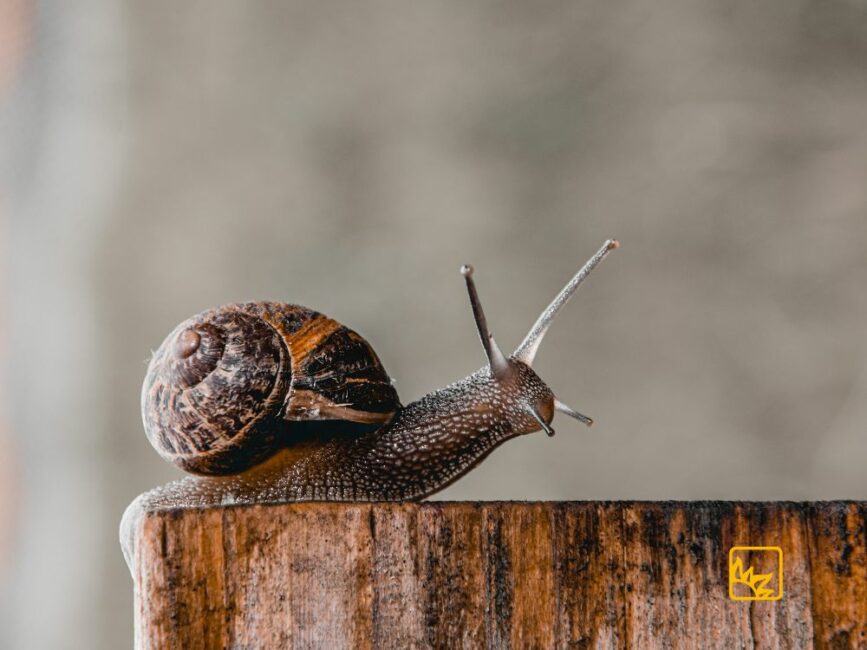 Schnecke kriecht auf Holz